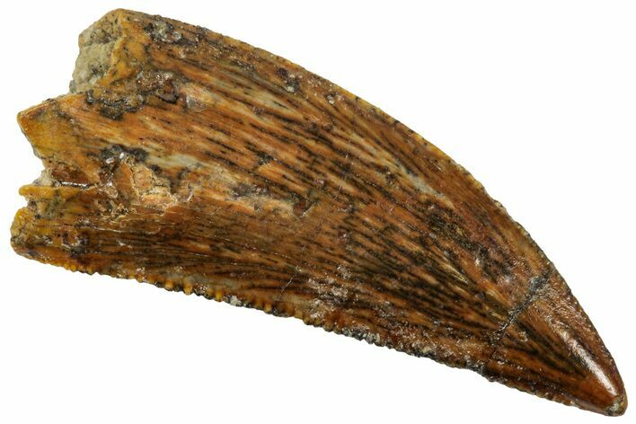 Serrated Raptor Tooth - Real Dinosaur Tooth #357973